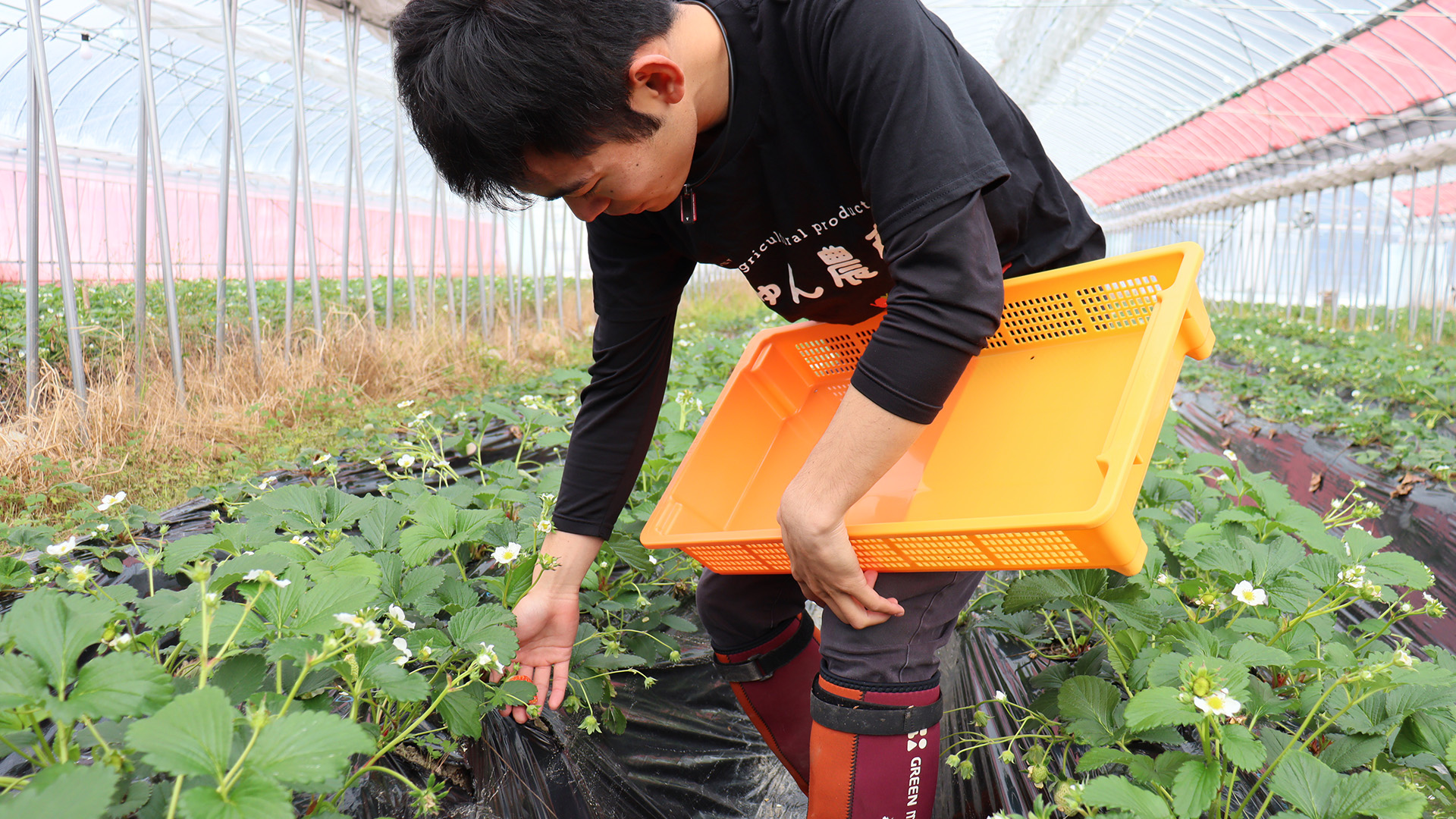 いちごの成長を観察